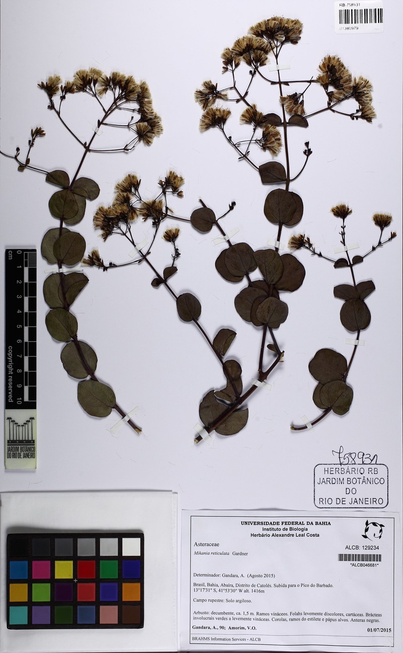 Mikania reticulata photo 2
