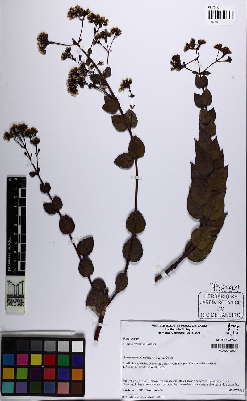 Mikania reticulata photo 3