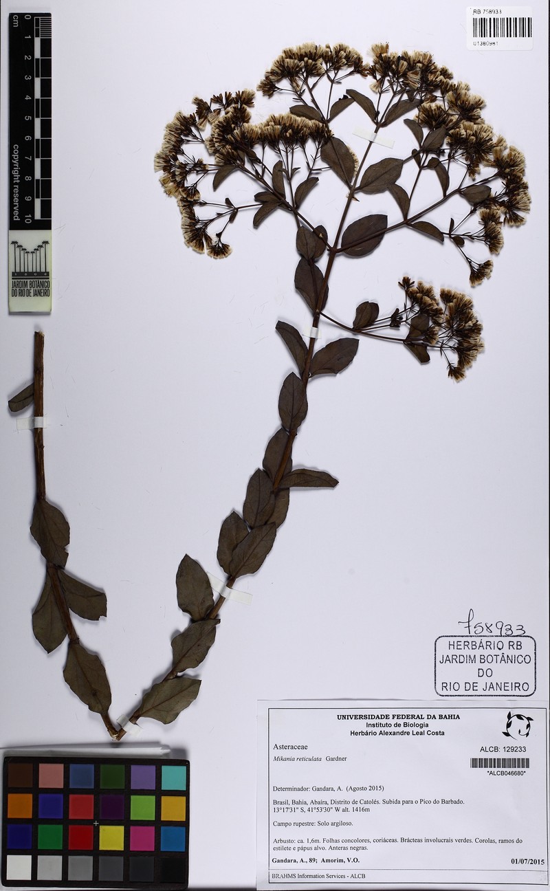 Mikania reticulata photo 4