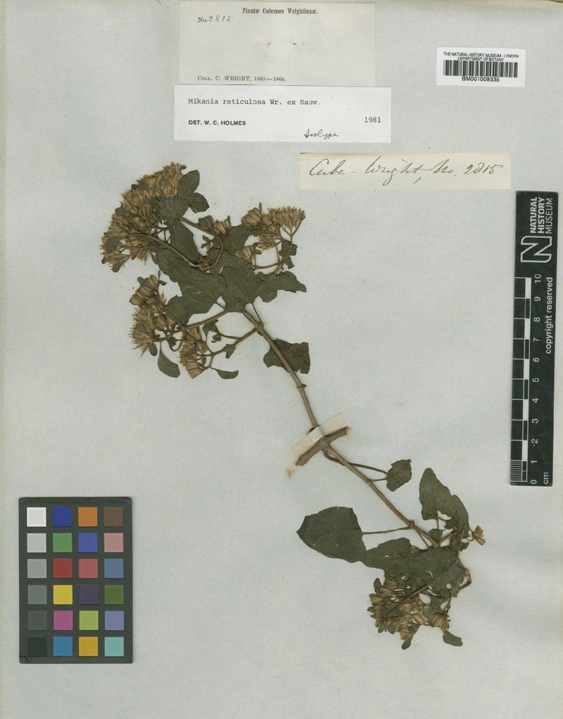 Mikania reticulosa