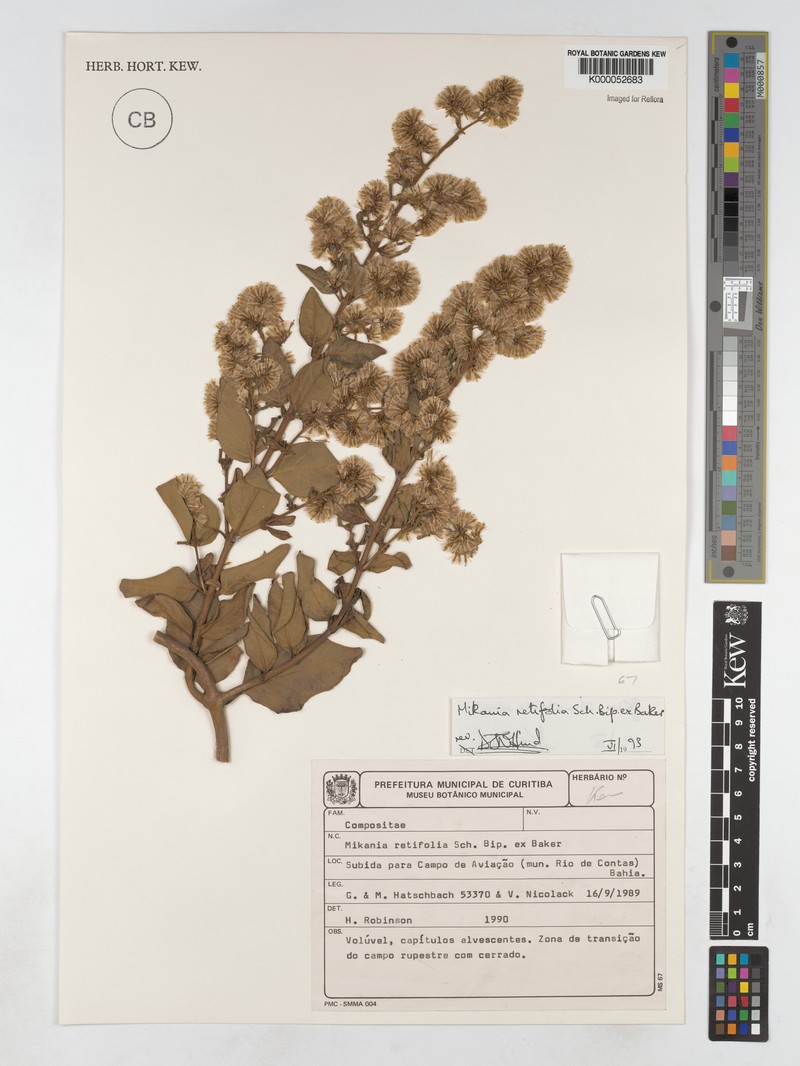 Mikania retifolia