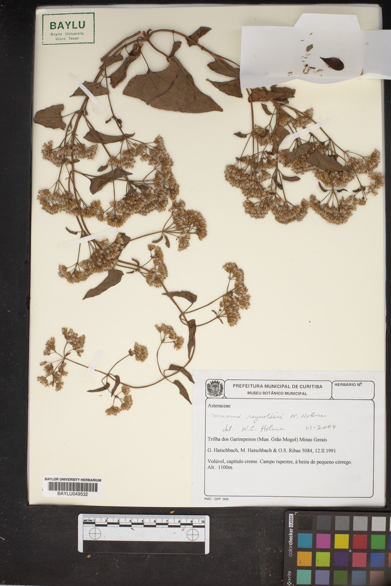 Mikania reynoldsii