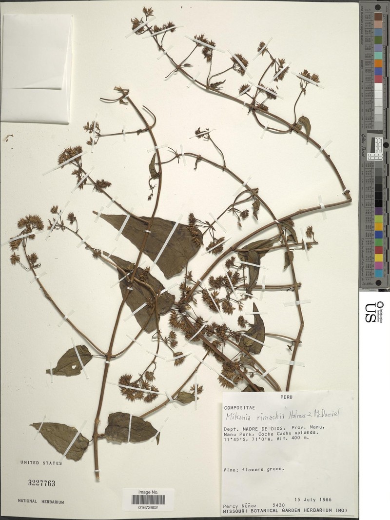 Mikania rimachii