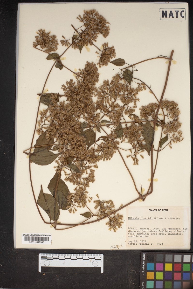 Mikania rimachii photo 2