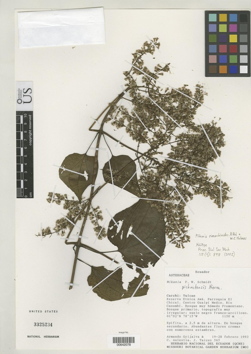 Mikania rimachioides