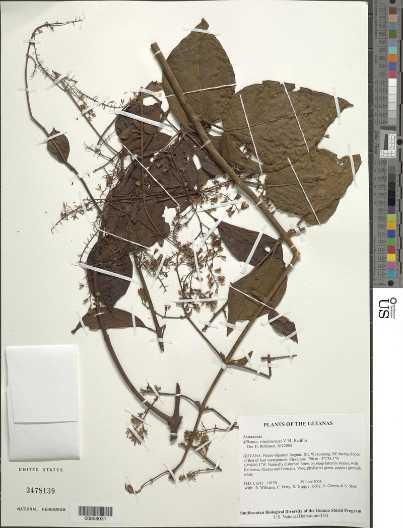 Mikania rondonensis