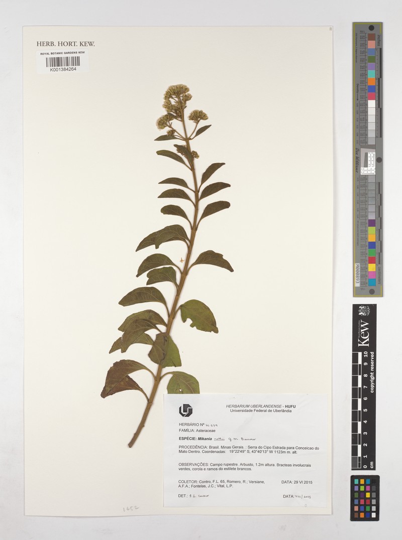 Mikania rothii