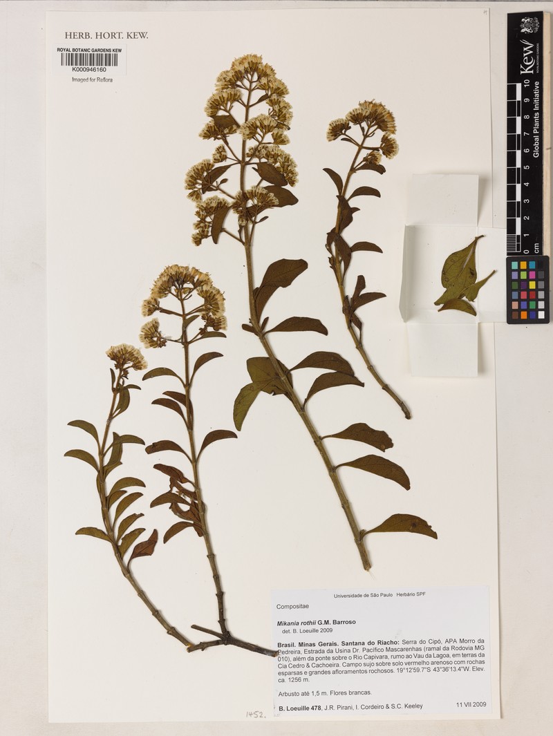 Mikania rothii photo 2