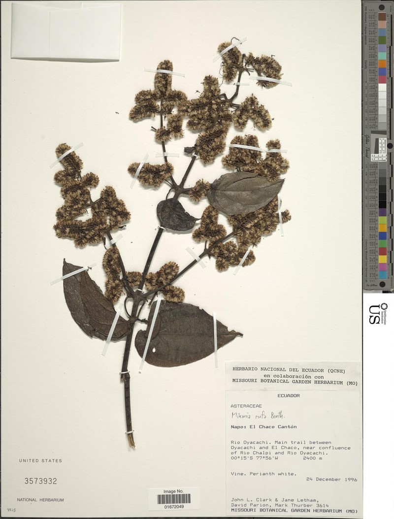 Mikania rufa photo 2
