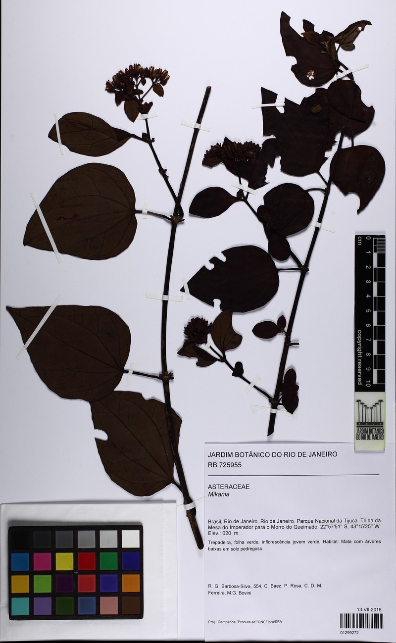 Mikania rufescens