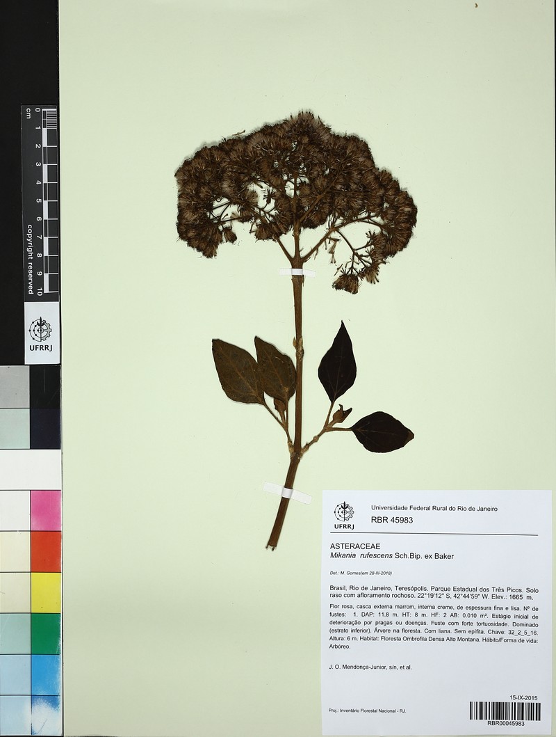 Mikania rufescens photo 2