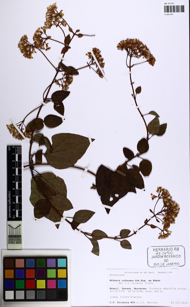 Mikania rufescens photo 3