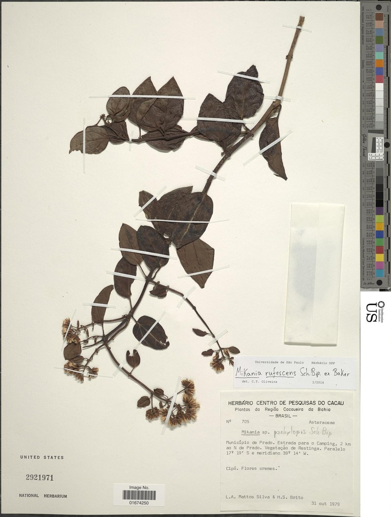 Mikania rufescens photo 4