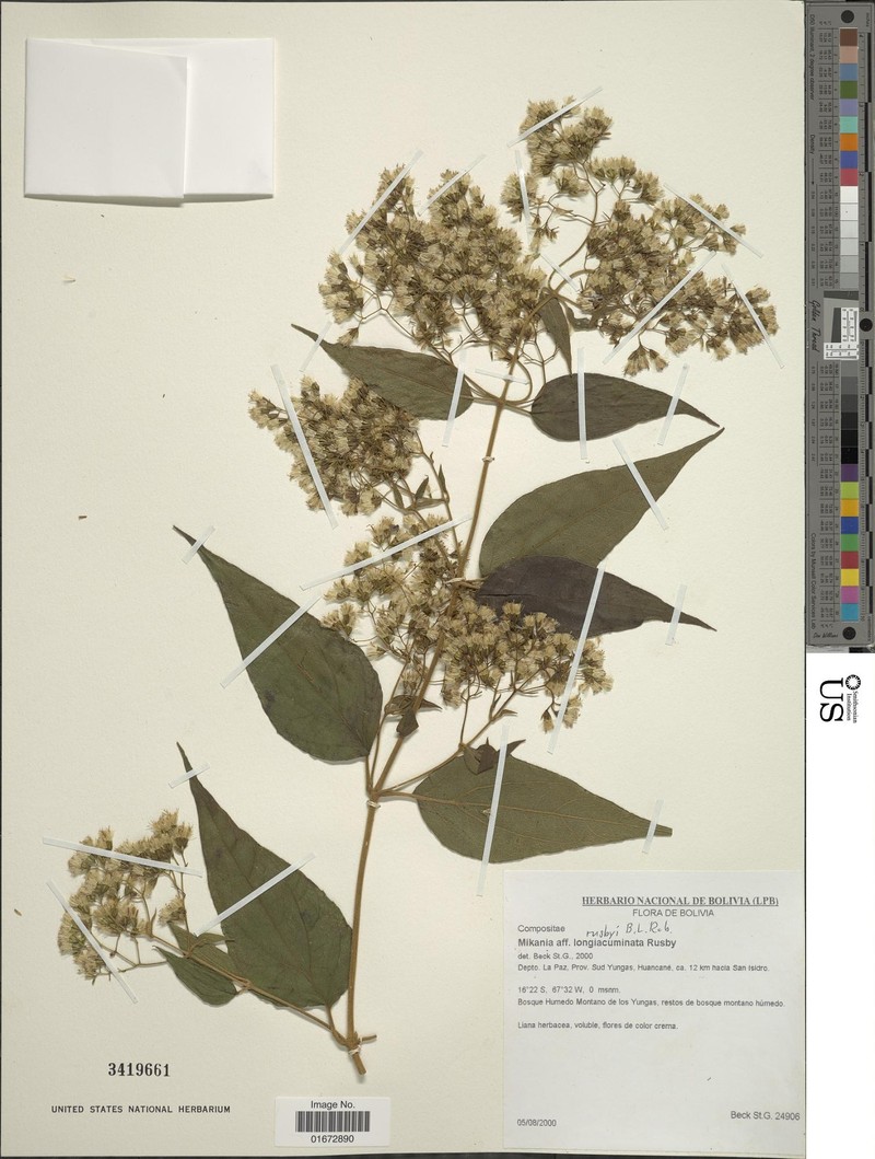 Mikania rusbyi