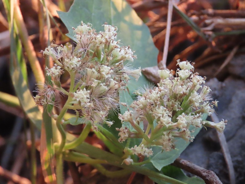 Mikania sagittifera