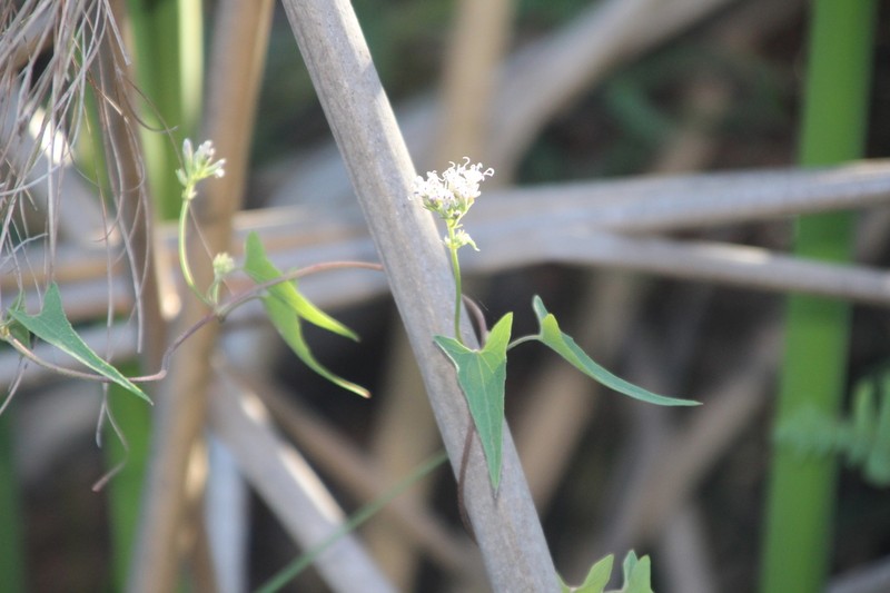Mikania sagittifera photo 3