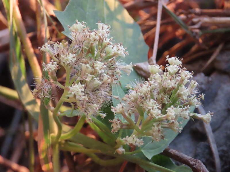 Mikania sagittifera photo 4