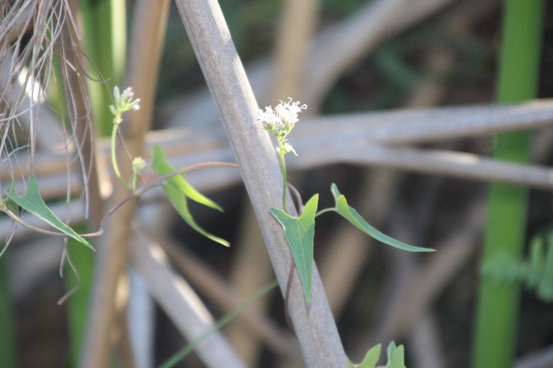 Mikania sagittifera photo 5