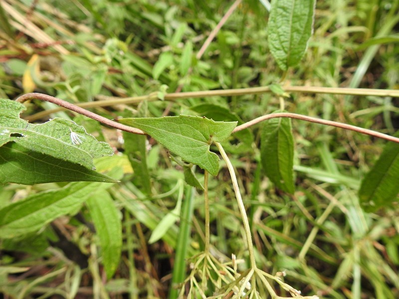 Mikania sagittifera photo 6