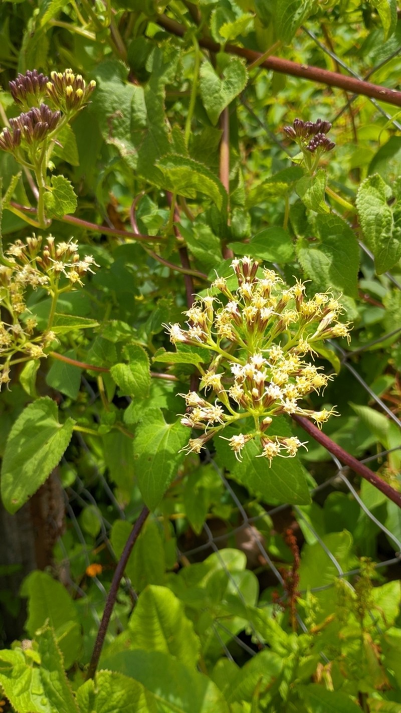 Mikania saltensis