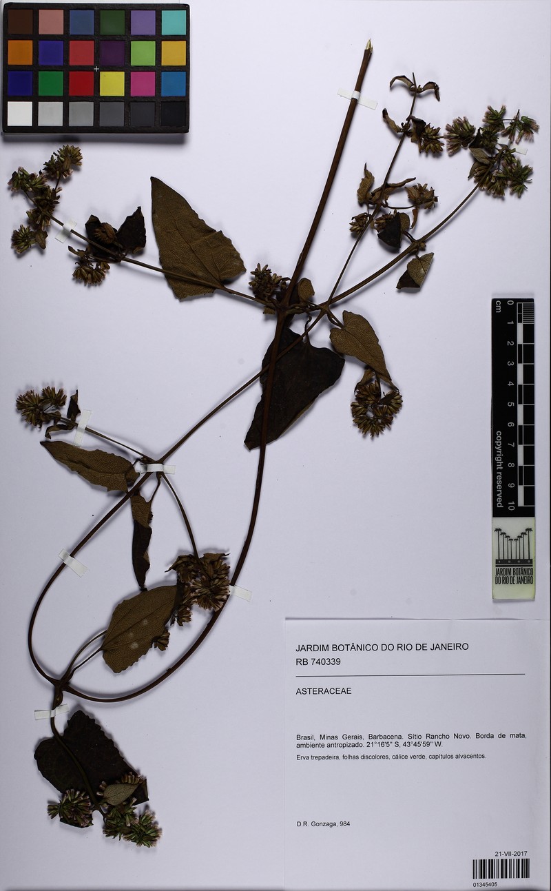 Mikania salviifolia