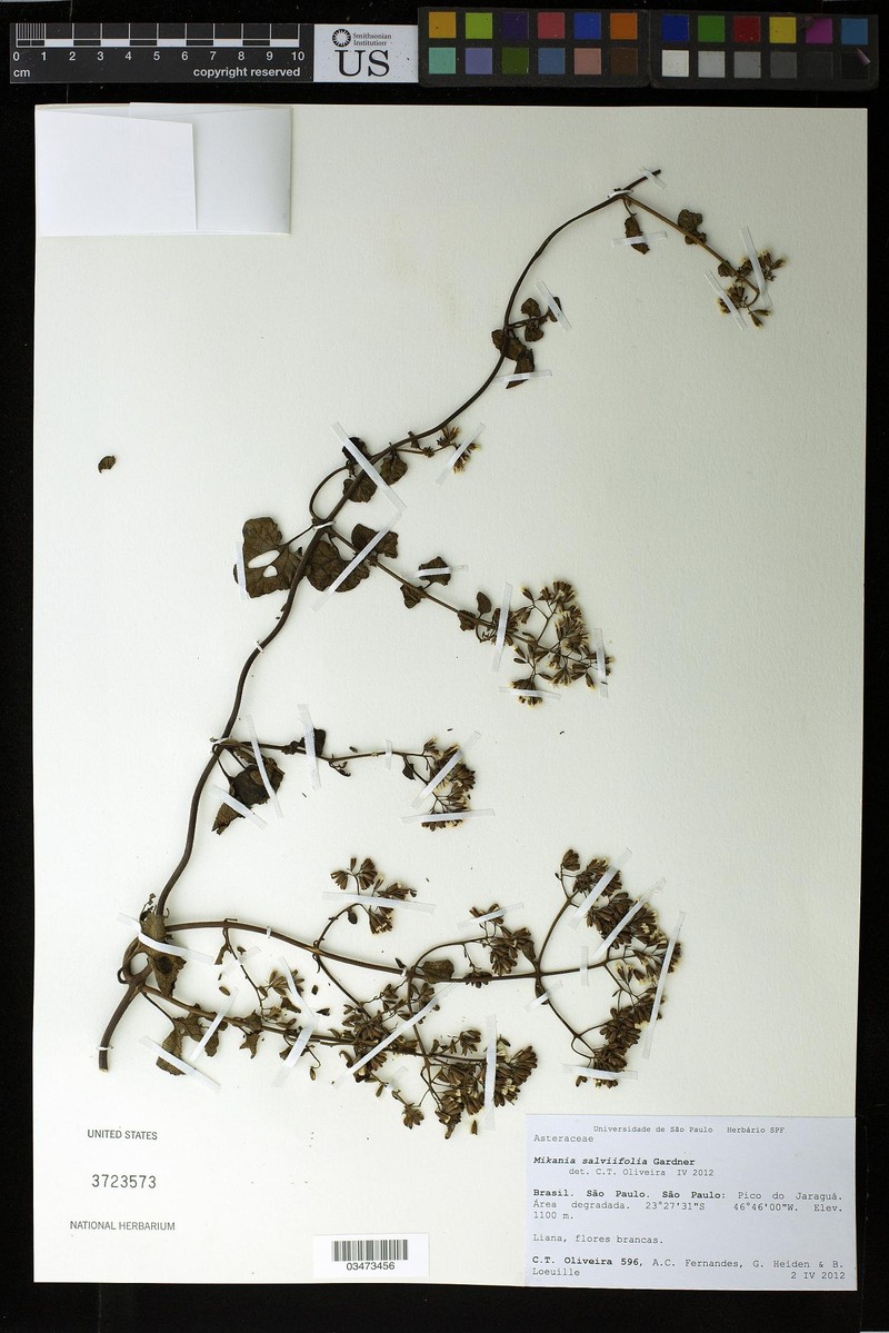 Mikania salviifolia photo 2