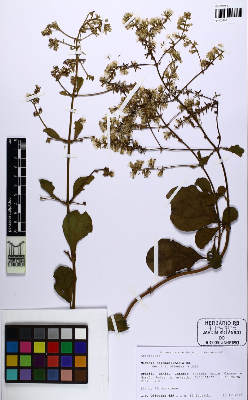 Mikania salzmanniifolia photo 2