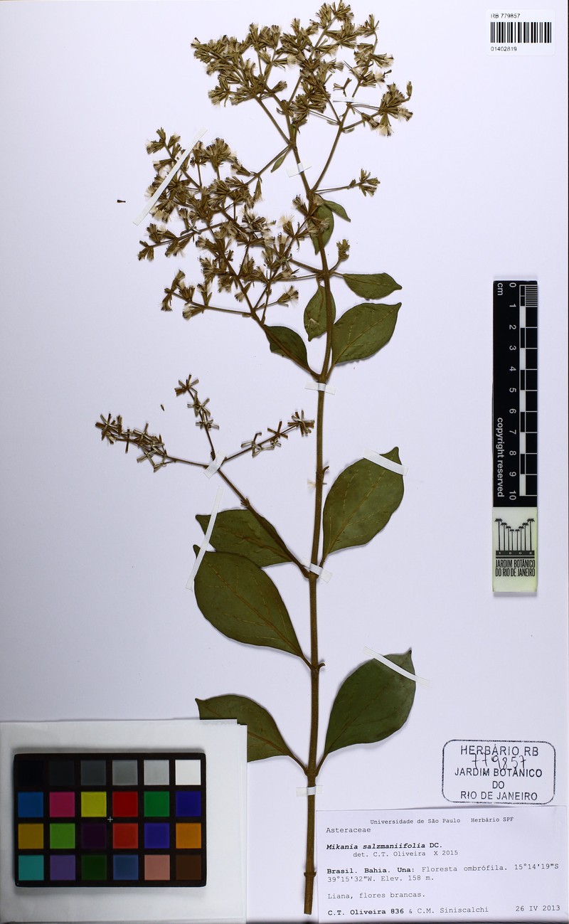Mikania salzmanniifolia photo 3