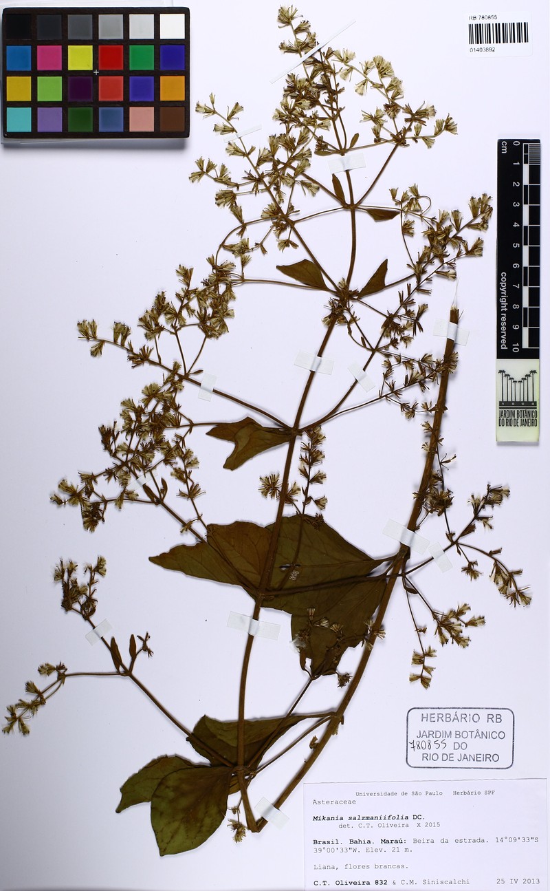 Mikania salzmanniifolia photo 4