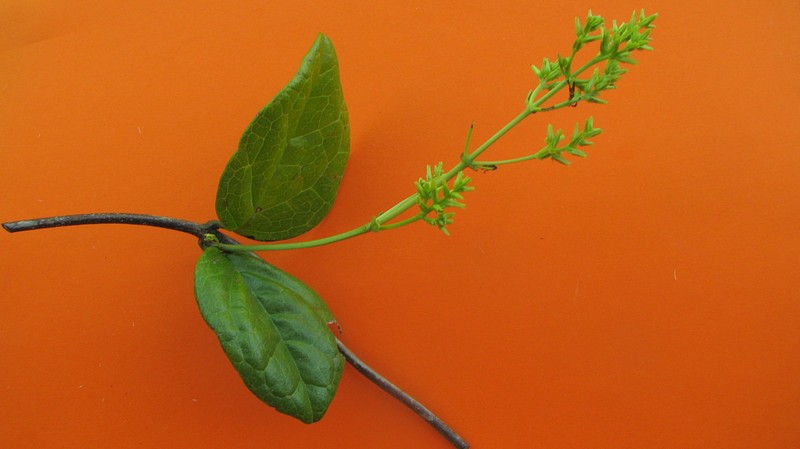 Mikania salzmanniifolia
