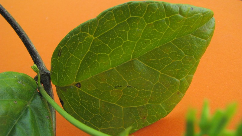 Mikania salzmanniifolia photo 5