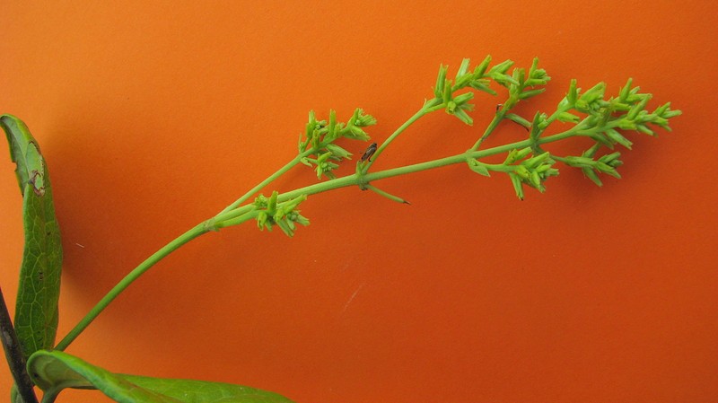 Mikania salzmanniifolia photo 6