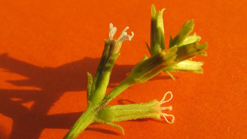 Mikania salzmanniifolia photo 7