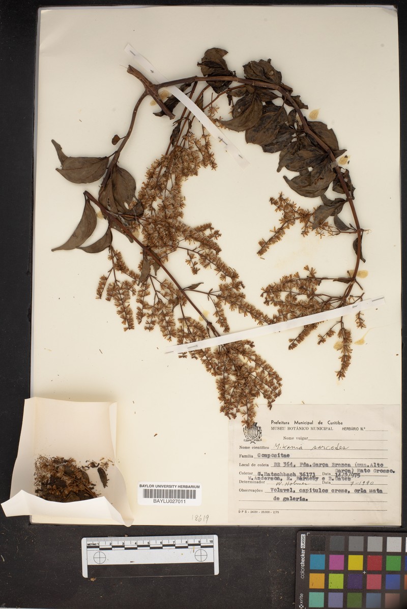 Mikania sarcodes