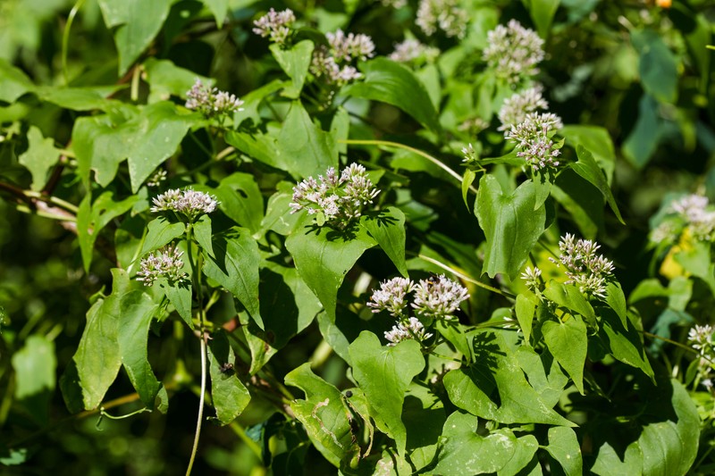 Climbing Hempvine photo 4