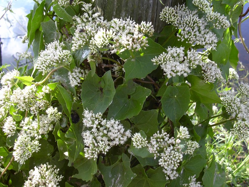 Climbing Hempvine