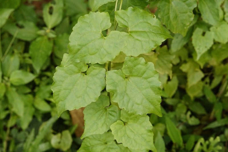 Climbing Hempvine photo 3