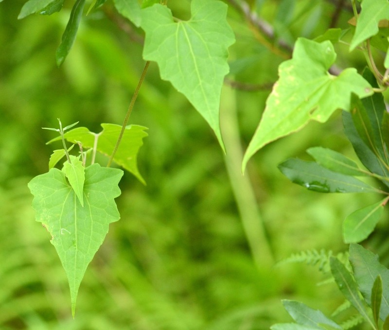 Climbing Hempvine photo 3