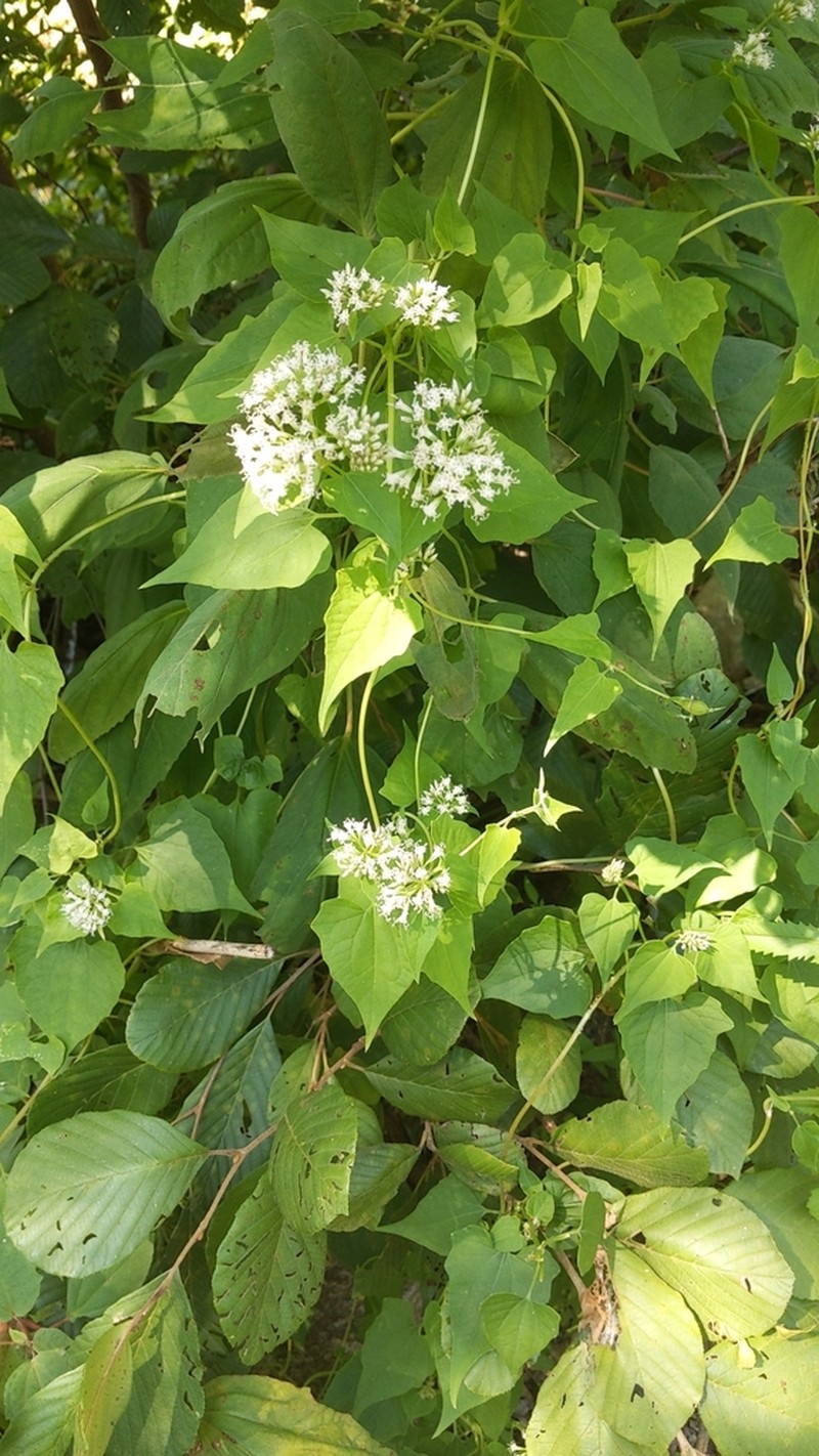 Climbing Hempvine photo 6