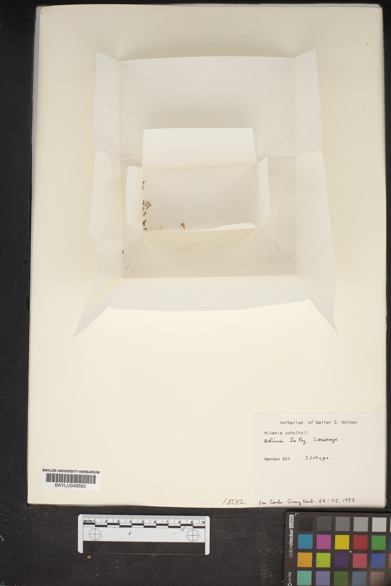 Mikania schultzii