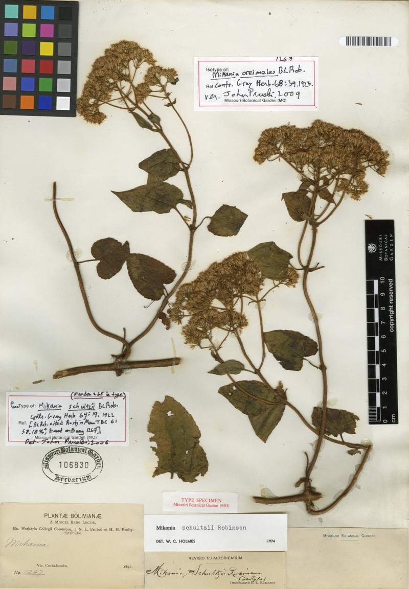 Mikania schultzii photo 2