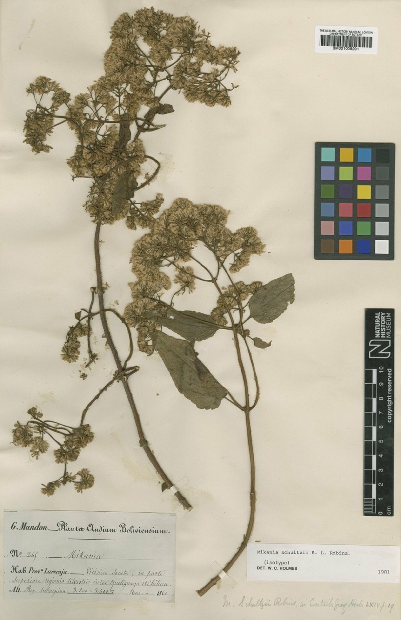 Mikania schultzii photo 3