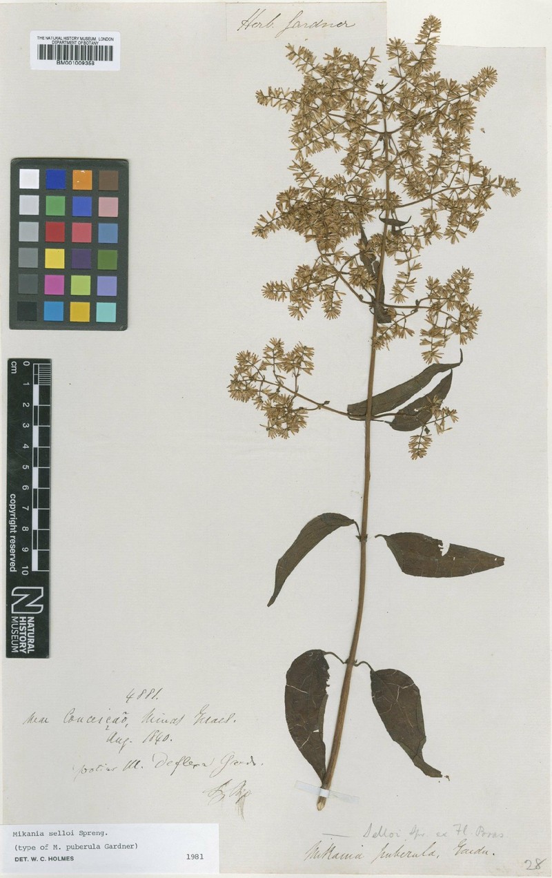 Mikania selloi
