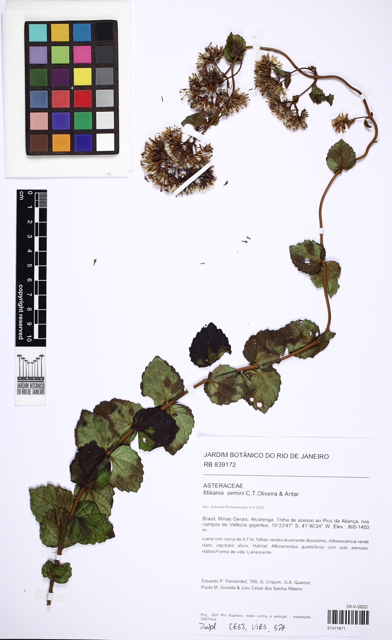 Mikania semirii