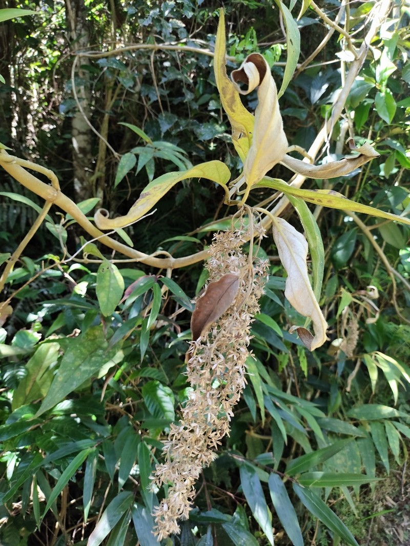 Mikania sericea