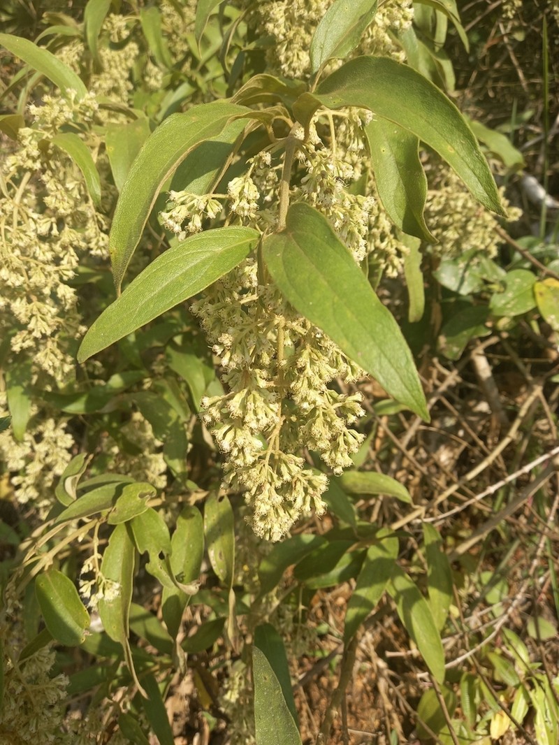 Mikania sericea photo 2