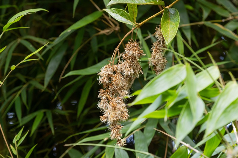 Mikania sericea photo 3
