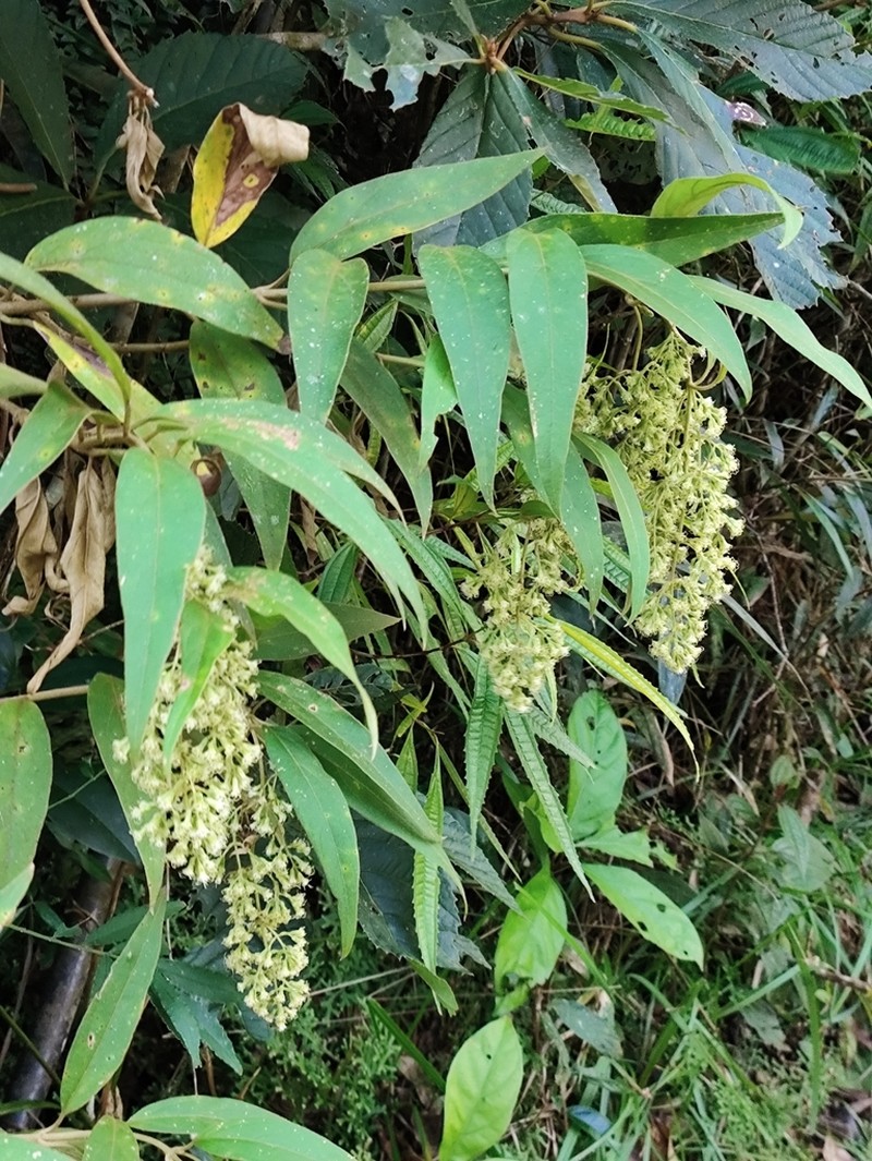 Mikania sericea photo 4