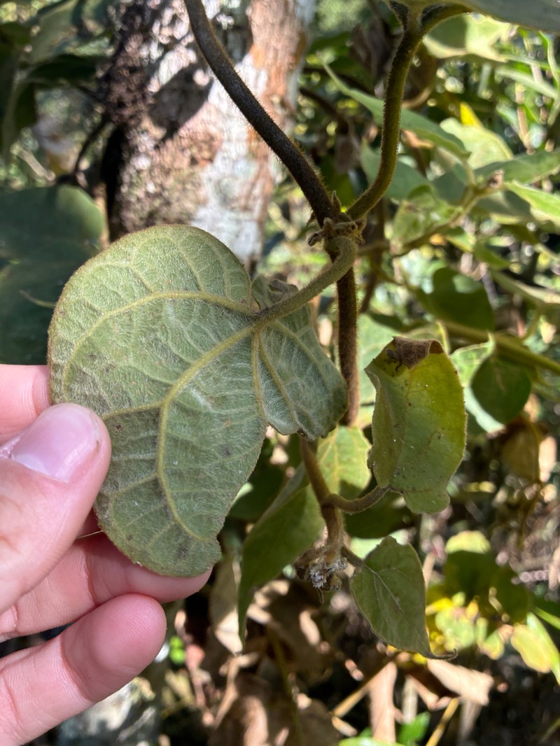 Mikania sericea photo 5