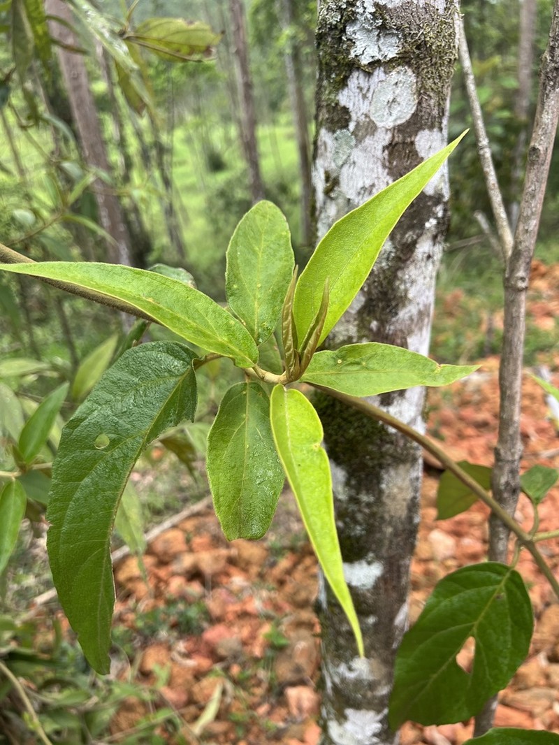 Mikania sericea photo 6